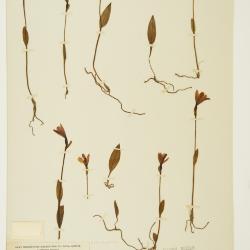 Pogonia ophioglossoides