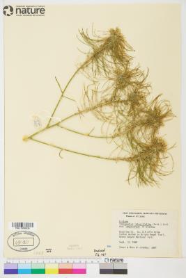 Thelypodium integrifolium