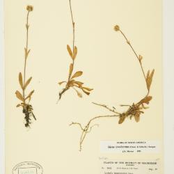 Silene involucrata