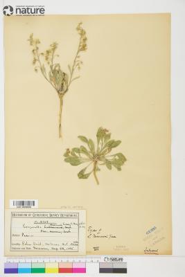 Lesquerella S.Watson