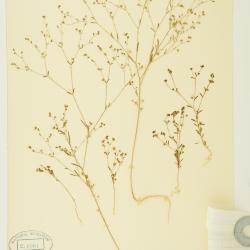 Hesperolinon tehamense