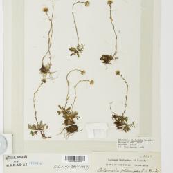 Antennaria monocephala