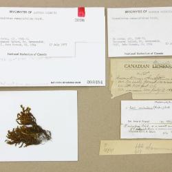 Bucklandiella heterosticha