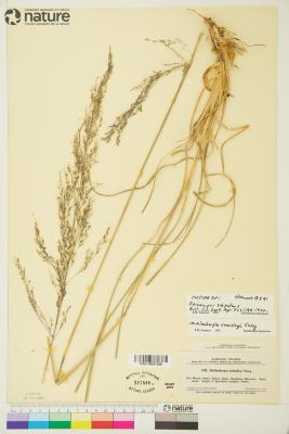 Muhlenbergia emersleyi