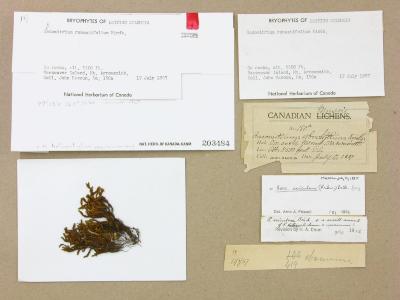 Bucklandiella heterosticha