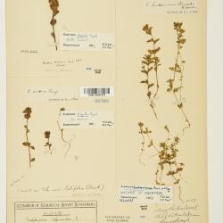 Euphrasia hudsoniana