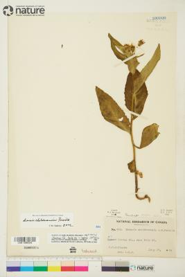 Senecio sheldonensis