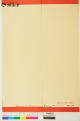 Solidago bartramiana