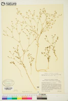 Hesperolinon tehamense