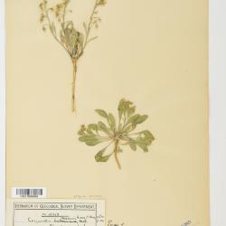 Lesquerella S.Watson