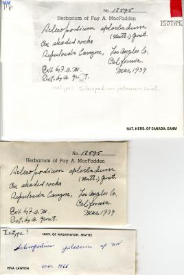 Scleropodium julaceum