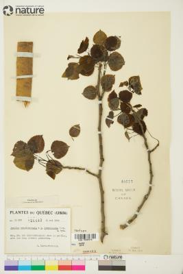 Populus L.