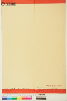 Arabidopsis arenicola