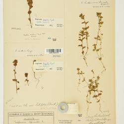 Euphrasia hudsoniana