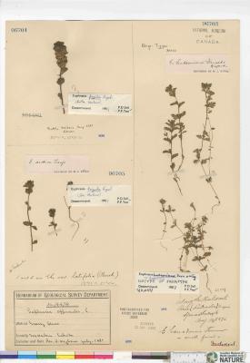 Euphrasia hudsoniana