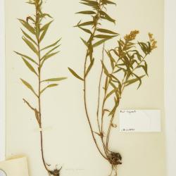 Solidago bartramiana