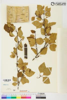 Betula L.