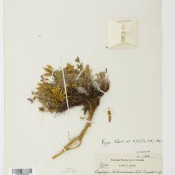 Oxytropis kokrinensis