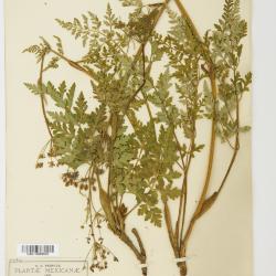 Deanea J.M.Coult. & Rose