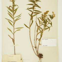Solidago bartramiana