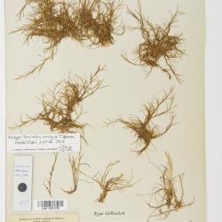 Puccinellia phryganodes