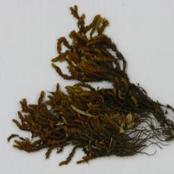 Bucklandiella heterosticha