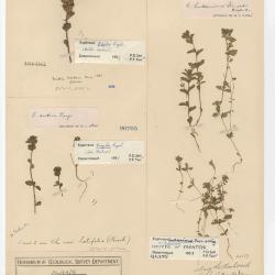 Euphrasia hudsoniana