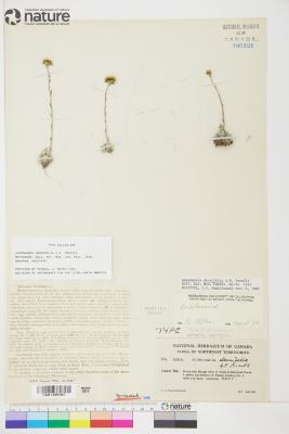 Antennaria densifolia