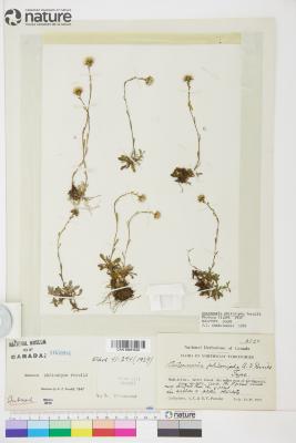 Antennaria monocephala