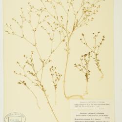 Hesperolinon tehamense