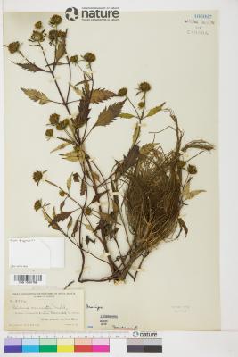 Bidens connata