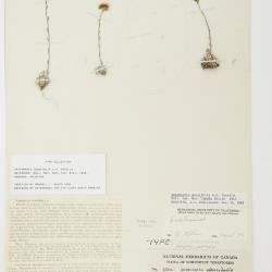 Antennaria densifolia