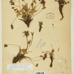 Pulsatilla multiceps