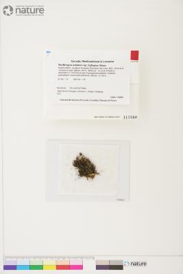 Fuscopannaria frullaniae