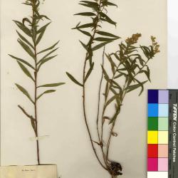 Solidago bartramiana