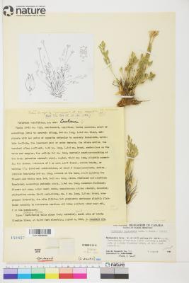 Podistera yukonensis