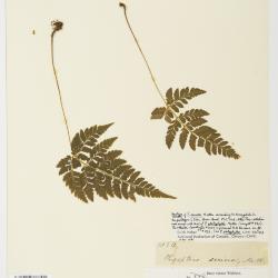 Phegopteris (C.Presl) F??e