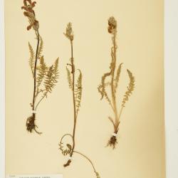 Pedicularis cystopteridifolia