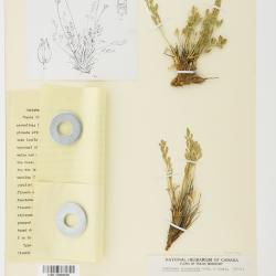 Podistera yukonensis