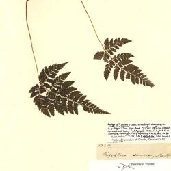 Phegopteris (C.Presl) F??e