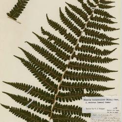 Deparia acrostichoides