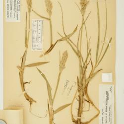 Leymus villosissimus