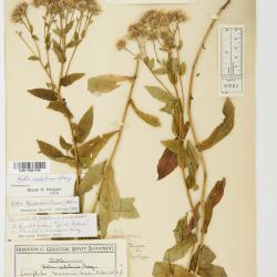 Symphyotrichum ascendens