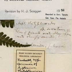 Deparia acrostichoides