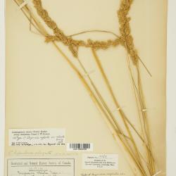 Calamagrostis Adans.