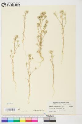 Eriastrum brandegeei