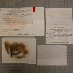 Sulcaria spiralifera