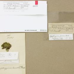 Hypopterygium flavolimbatum