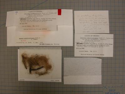 Sulcaria spiralifera