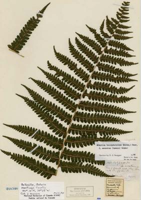 Deparia acrostichoides